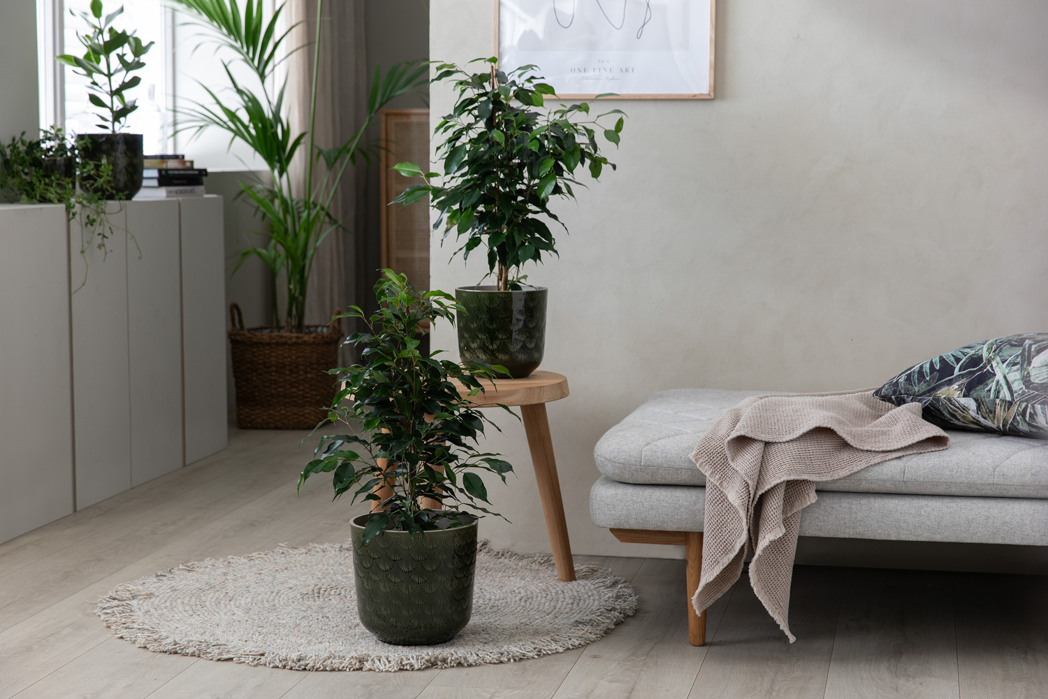 Ficus benjamina (bjørkefiken)